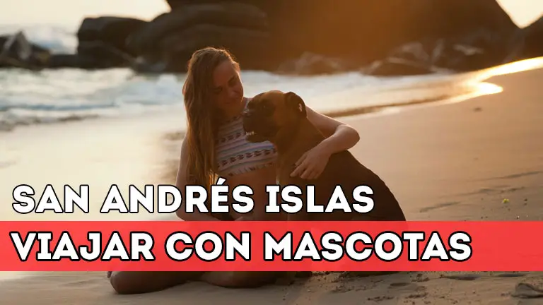 Cómo viajar a San Andrés con mascotas